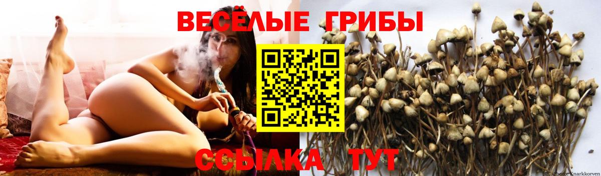 Псилоцибиновые грибы ЛСД  Вход с VPN  Псилоцибиновые грибы GOLDEN TEACHER  Гатчина 